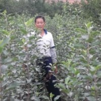 供應(yīng)正宗棲霞紅富士果苗、大櫻桃果苗