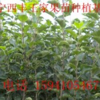 占地果樹苗