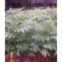 海南黃花梨苗