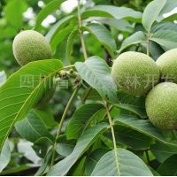 供應(yīng)：核桃苗、棗苗、櫻桃苗