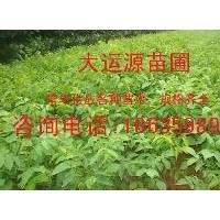 供應(yīng)核桃苗、核桃苗價(jià)格、薄皮核桃苗價(jià)格