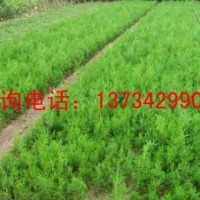 8518核桃苗價(jià)格