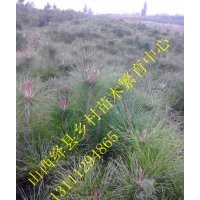 優(yōu)質(zhì)國槐苗 油松 白皮松 哪里有 蘋果樹 桃樹價(jià)格