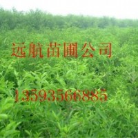 供應(yīng)棗樹(shù)苗￥棗樹(shù)苗批發(fā)價(jià)格%棗樹(shù)苗種植技術(shù)