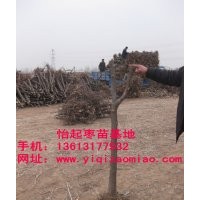 出售8-13棗樹(shù)苗