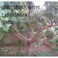 山楂樹出售8-10公分山楂樹出售、山楂樹供應(yīng)