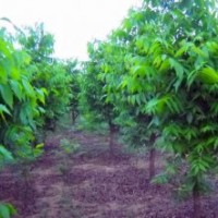 供應(yīng)美國(guó)山核桃接穗80萬(wàn)接芽
