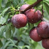 獨(dú)特嫁接李子苗