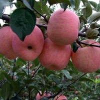 優(yōu)質(zhì)蘋果苗