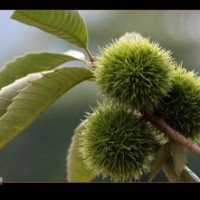 獨特嫁接板栗苗