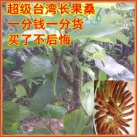 新品促銷 橄欖、酸梅、四方柿、牛心柿、甜柿、板栗、等