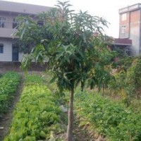 供應(yīng)一年生實(shí)生芒果苗 綠化占地工程用苗 廣西靈山果樹苗木批發(fā)