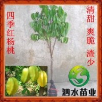 供應(yīng)新品種馬來西亞四季紅楊桃嫁接種苗果大汁多 盆栽果樹苗木批