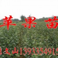 富士蘋果苗，秦皇島蘋果苗，3-4公分蘋果苗-河北苗圃基地