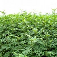 供應和桃子，山楂籽，油松籽，國槐籽，山桃籽