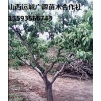 桃樹(shù)出售、5-8公分桃樹(shù)、占地樹(shù)大量?jī)?yōu)惠價(jià)格供應(yīng)