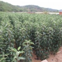 供應(yīng)蘋果苗、核桃苗、梨樹苗、桃樹苗、杏樹苗