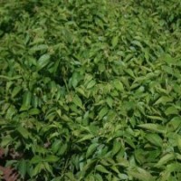 供應(yīng)棗樹(shù)苗、棗樹(shù)苗