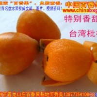 供應(yīng)臺(tái)灣超大果甜枇杷種苗