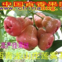 供應(yīng)臺(tái)灣黑珍珠蓮霧種苗
