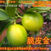 供應(yīng)四季脆皮金橘種苗