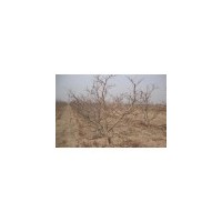 山楂樹3-8公分山楂樹出售