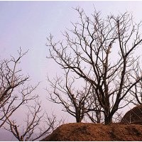 [ 供應(yīng) ] 山楂樹(shù)。10-25公分, 10萬(wàn)珠 。型好、皮光， 欲購(gòu)從速