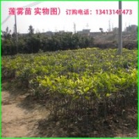 底價出售芒果樹苗/荔枝樹苗/龍眼樹苗/黃皮果苗/木菠蘿樹苗...