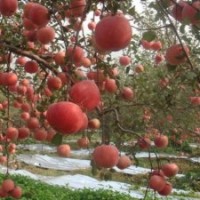 蘋果樹價(jià)格，蘋果樹圖片，蘋果樹基地