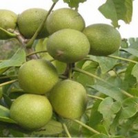 核桃樹，核桃樹種植，3.5米核桃樹