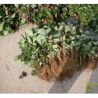 章姬草莓苗，齊順草莓苗種苗，優(yōu)質(zhì)草莓苗價格