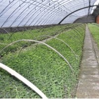火熱八月低價出售優(yōu)質藍莓苔蘚苗木