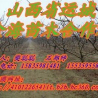 供應各種規(guī)格是山楂樹，山杏樹，山桃樹，蘋果樹，