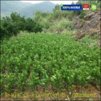批發(fā)臍橙苗|紐荷爾臍橙苗價格|血橙苗