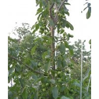 供應(yīng)果樹苗木金世紀(jì)、萌、夏紅、珊夏、信濃紅、意大利早紅、富紅