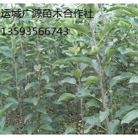 蘋(píng)果苗出售、蘋(píng)果苗品種齊全、價(jià)格優(yōu)惠