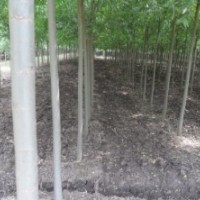供應(yīng)竹柳、白蠟