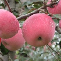 大量供應(yīng)蘋果苗、果樹苗木、