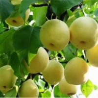 供應(yīng)梨樹苗，圓黃梨，愛宕梨，晚秋黃梨