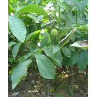 嫁接核桃苗價(jià)格