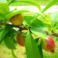 供應(yīng)果樹苗木，桃樹實(shí)生苗，各類品種嫁接苗