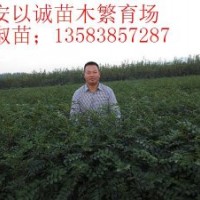 熱銷香椿苗泰安以誠(chéng)苗木繁育場(chǎng)苗子