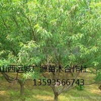 山桃樹出售、3公分山桃樹大量供應(yīng)