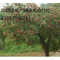 山楂樹出售、8-15公分山楂樹、價(jià)格優(yōu)惠供應(yīng)