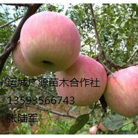 蘋果樹出售、8-15公分蘋果樹價(jià)格優(yōu)惠供應(yīng)