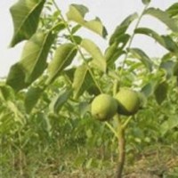 核桃苗出售、核桃苗出售、大量核桃苗低價(jià)供應(yīng)