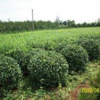 山東淄博急售臭椿2-5cm的5000棵，兩年生核桃苗2萬棵