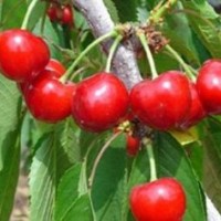 供應櫻桃苗，板栗苗，葡萄苗，棗樹苗，李子苗，油桃苗