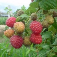 哪里種植樹莓苗黑龍江省樹莓種植基地