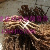 專業(yè)出售遼寧嫁接蜜汁葡萄苗長(zhǎng)春出售蜜汁葡萄苗